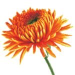 Needleart World İthal Etamin Kiti (Orange Dahlia) - Görsel 2